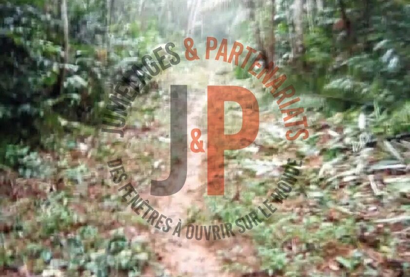 Nitoukou-Yingui : Une piste forestière vitale en…