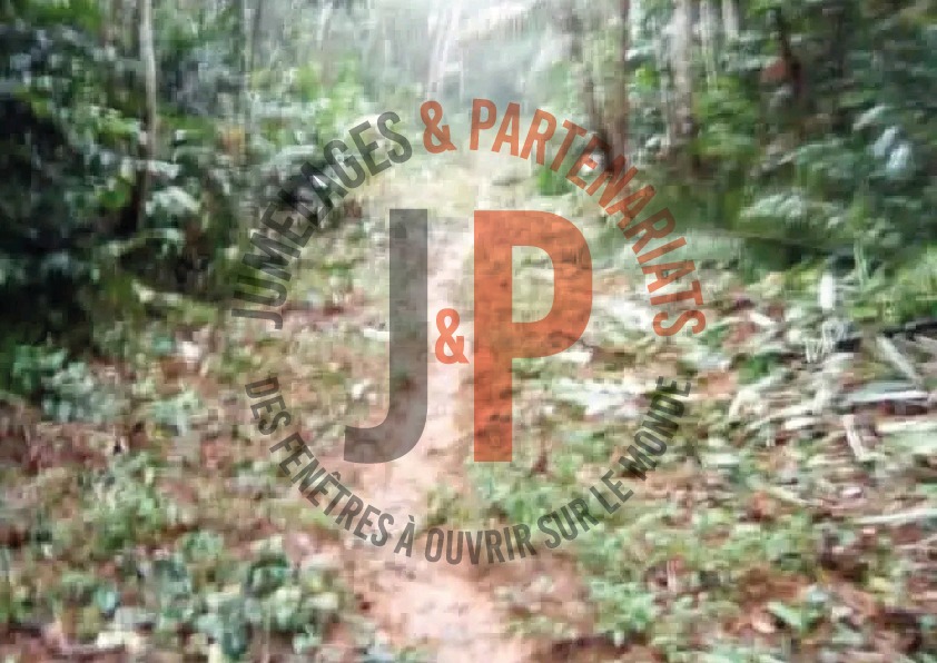 Nitoukou-Yingui : Une piste forestière vitale en quête de réhabilitation